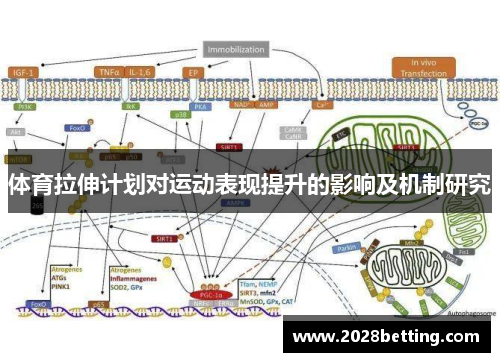 体育拉伸计划对运动表现提升的影响及机制研究